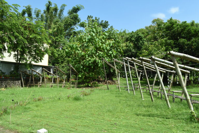 竹構 莿竹 左鎮 公舘 岡林 bamboo stucture zouzhen