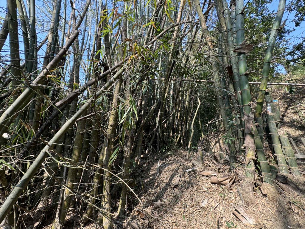 竹林 左鎮 莿竹林